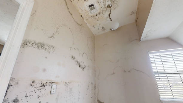 Best Comprehensive Air Testing for Mold Contaminants  in Pea Ridge, WV