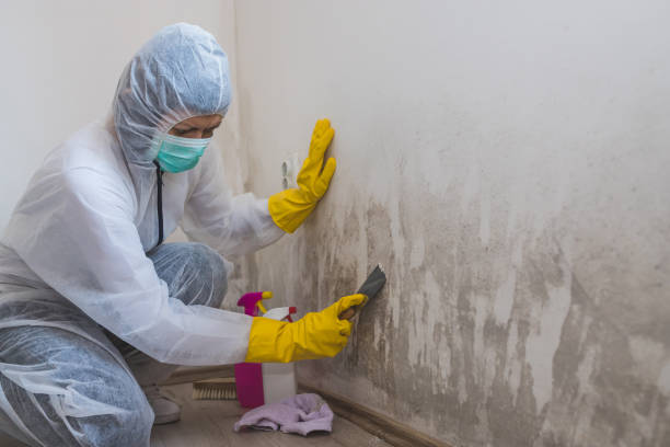 Best Emergency Mold Remediation  in Pea Ridge, WV