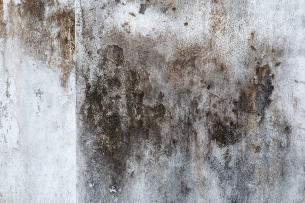 Best Indoor Air Quality Assessment  in Pea Ridge, WV