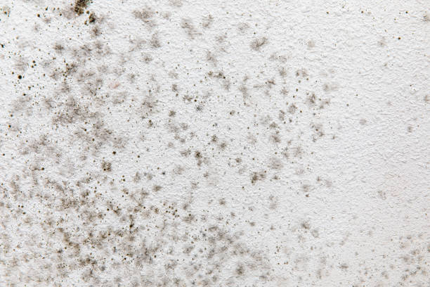 Pea Ridge, WV Mold Removal Company