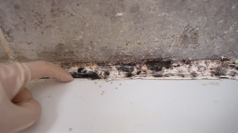 Best HVAC Mold Inspection and Cleaning  in Pea Ridge, WV
